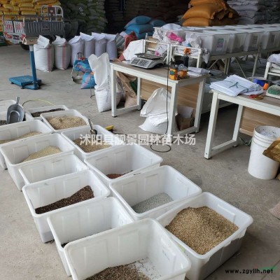 供應(yīng)國槐苗.紫荊苗.垂柳苗.欒樹苗.木瓜苗.高桿女貞苗價(jià)..