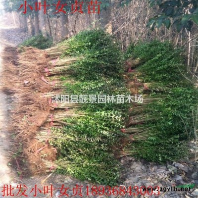 江蘇雪松樹產(chǎn)地 雪松5米高多少錢