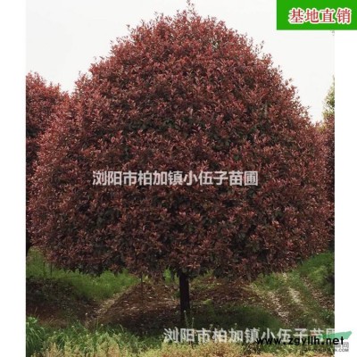 大量供應 湖南桂花樹 精品10公分八月桂 金桂  桂花苗 基
