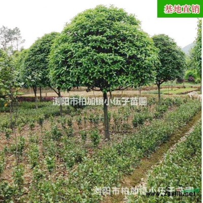 批發美國紅楓樹  供應園林綠化工程苗木 庭院綠化全冠 5至1