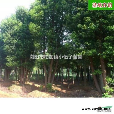 【規格*】精品紅葉石楠樹 直銷紅葉石楠苗 基地直銷綠化工程