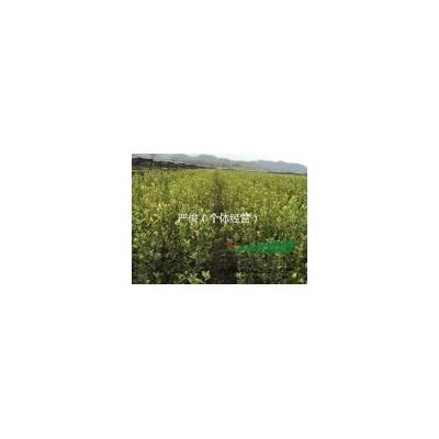 江西長(zhǎng)林系油茶苗百萬(wàn)株供應(yīng)