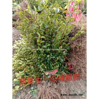 一年生長林系列嫁接油茶苗哪里買？哪里便宜？