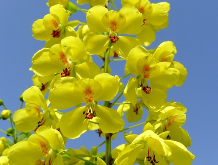 成都鮮花山谷：云實(shí)花開(kāi)流金溢彩 開(kāi)發(fā)應(yīng)用前景廣闊