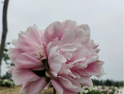 罕見(jiàn)：菏澤牡丹園芍藥并蒂花花開(kāi)正好