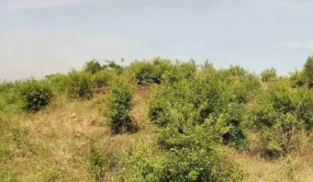 在雜灌林地上建成的植物王國(guó)